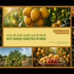 Best Variety of Mango Plant and Farming in Different Parts of India