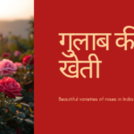 भारत में गुलाब की सबसे अच्छी किस्में और खेती की पूरी जानकारी