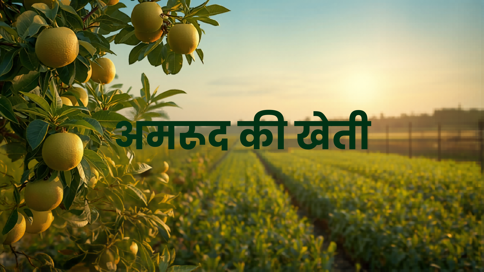 भारत में अमरूद की बेहतरीन किस्में और खेती – पूरी जानकारी हिंदी में